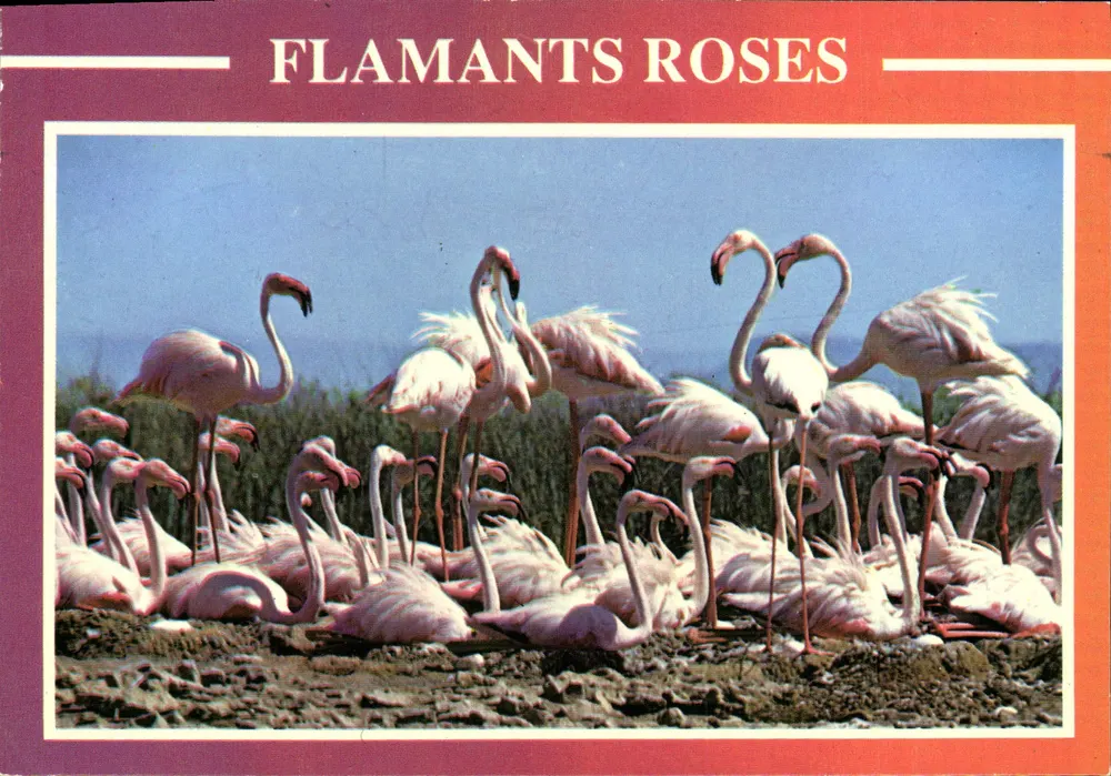 Roodkruinige flamingo's — Mooie vogels tijdens de grote zomers — Uitgave Dubois/Jacana - Voorkant