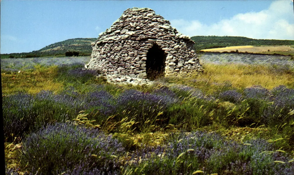 Boris in den Lavendelfeldern — Les Belles Images de Provence, n°4155 - Vorderseite