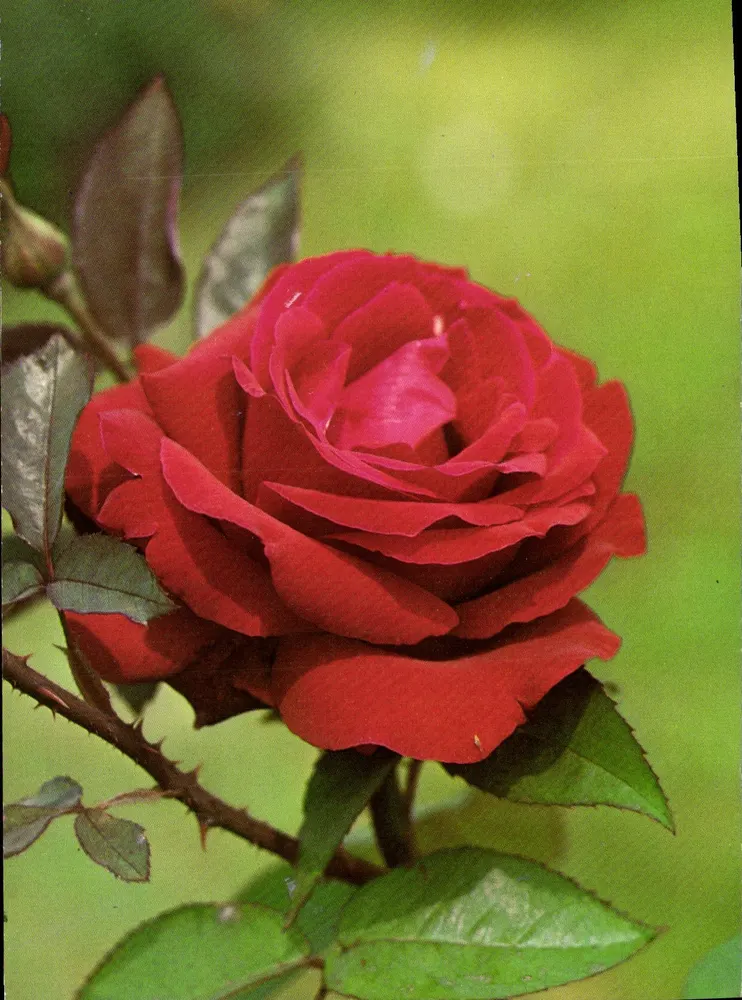 Rosas vermelhas — variedade 'Josephine Baker' — Druck und Verlag Engatio Press AG, Samedan - Frente