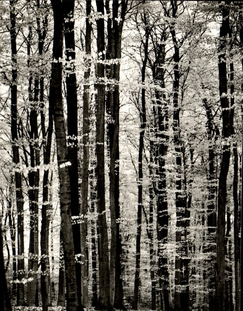 Floresta de árvores com folhas brancas — fotografia — Kunstverlag Maria Laach, n° 1925 - Frente