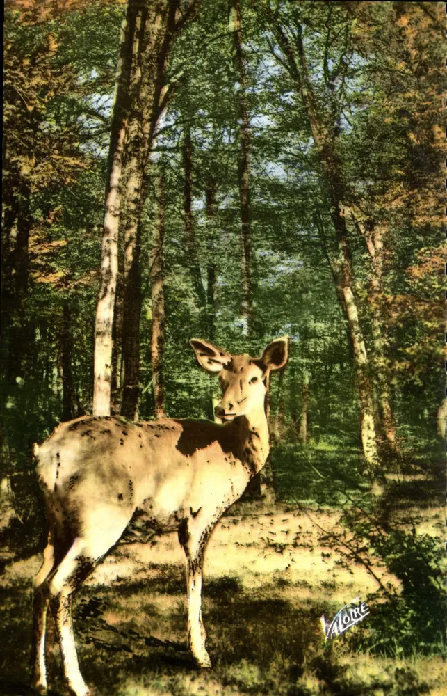Doe na floresta — Paisagens de Sologne — Edições Valoire, n°5.626 - Frente