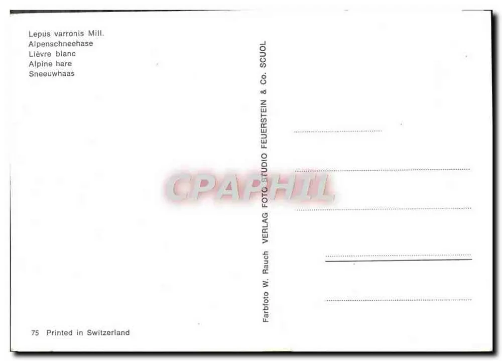 अल्पाइन व्हाइट हरी — सीरीज 75 — वर्लग डब्ल्यू. रॉच एंड को. स्कूल - पीछे