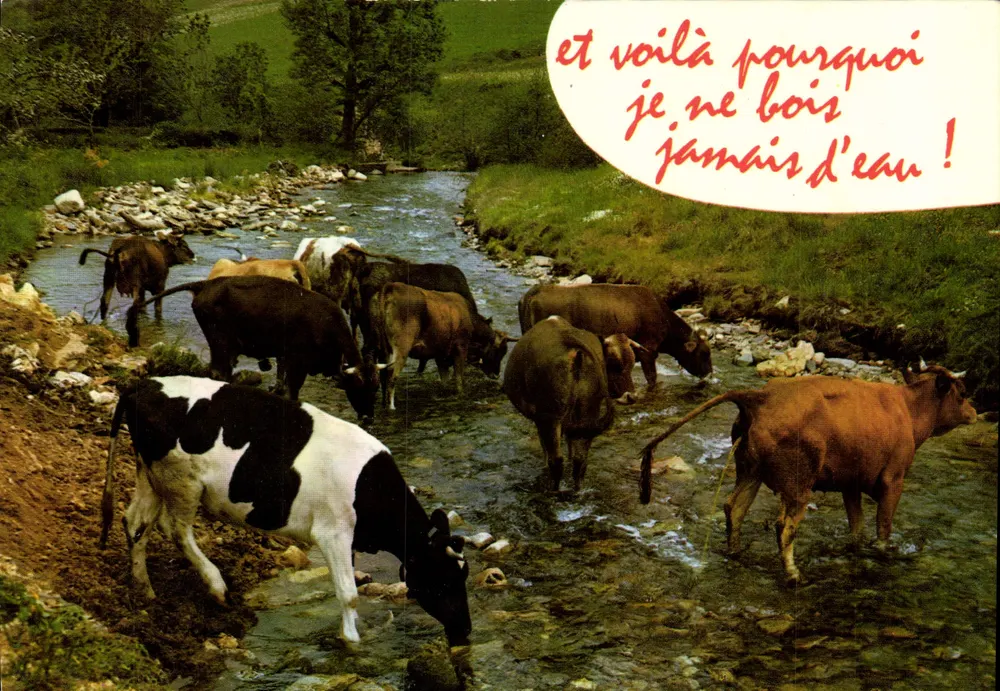 Kühe im Bach — humoristisch — Editions CELLARD, Bron - Vorderseite
