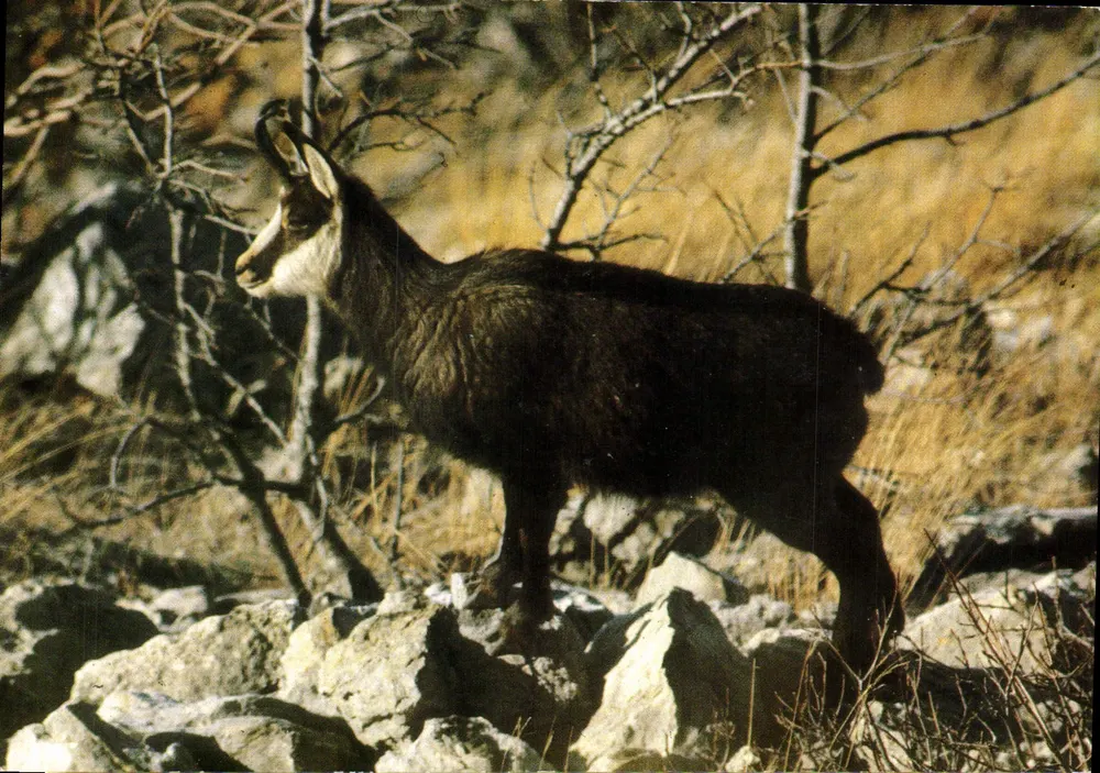 Junges Schafschurke vom Plateau des Glières — Savoyardische Tierwelt — Verlag Robert PELLET, 742550 VUZ-en-Sallaz - Vorderseite