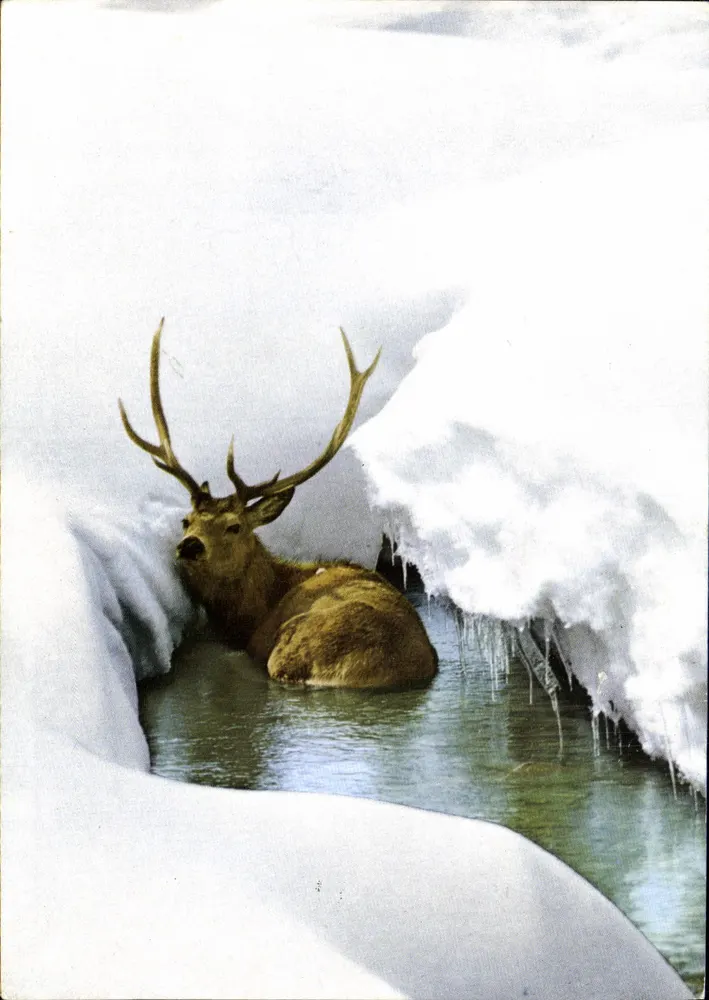Cervus elaphus L. — Rothirsch — Stag — Hert — nr 58 - Awers