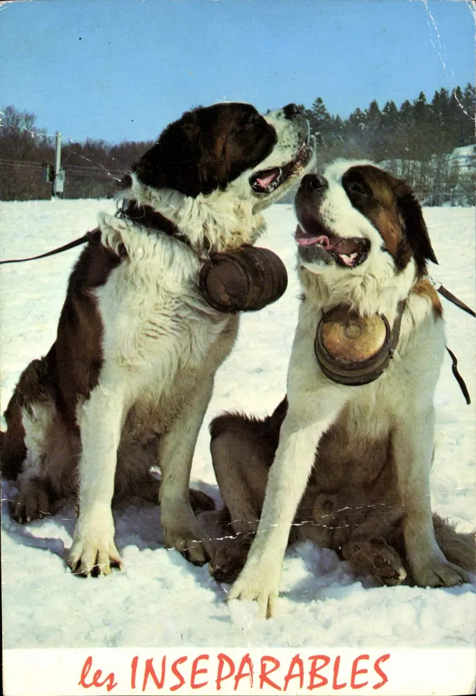 Dois Saint-Bernards — os Inseparáveis — Éditions J. Céplard - Frente