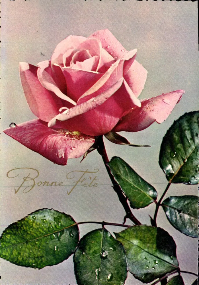 Rosas — Boa Festas — Kyddak - Frente