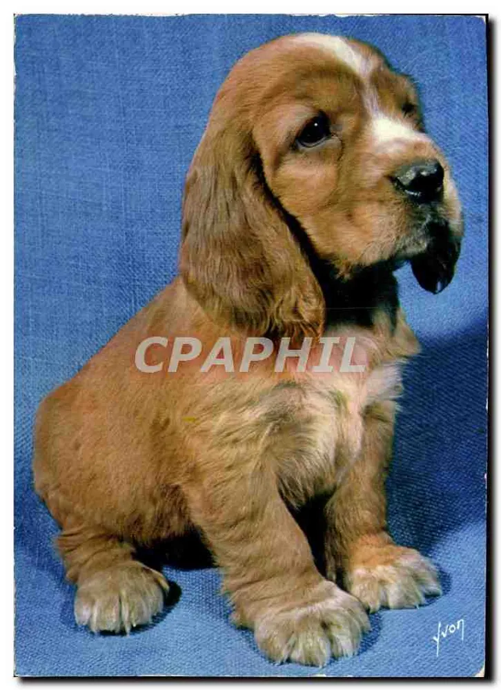 Cachorro - Cocker Spaniel - Edições Vivon - Frente