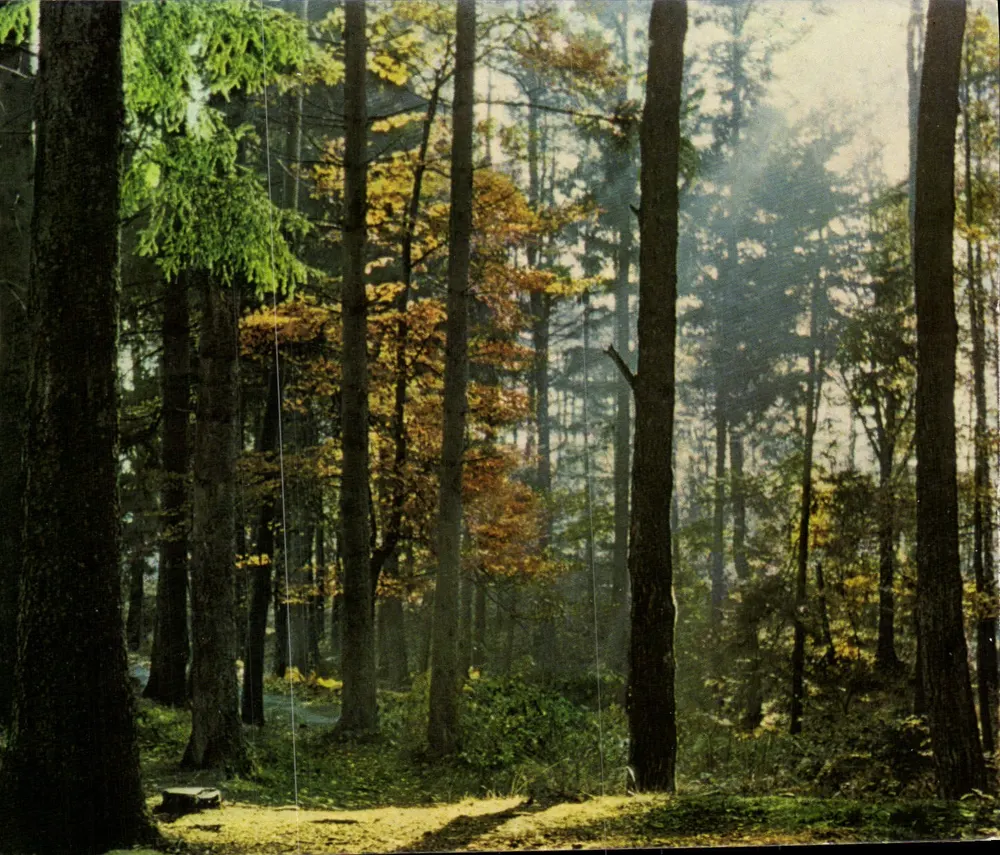 Wald unter dem Laub — Herbst — Foto A. Georgel, St-Amé - Vorderseite