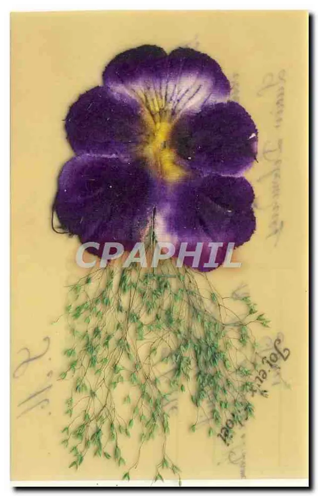 Flor de lavanda pressionada — detalhes botânicos — sem editor ou número visível - Frente