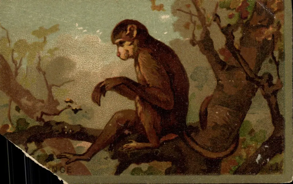 Macaco — Descrição anatômica — n° 44 - Frente