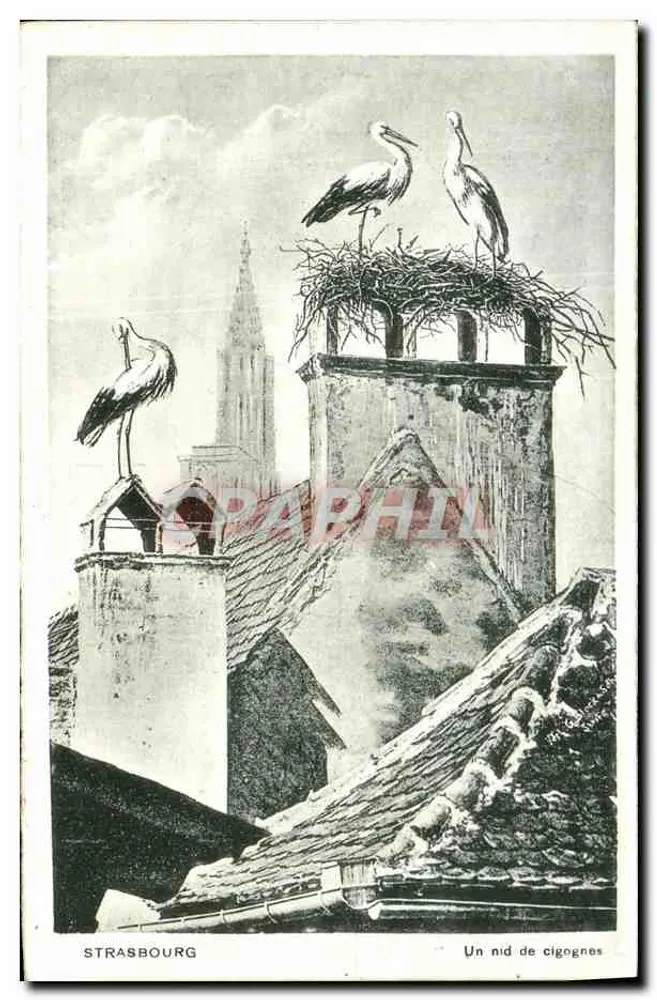Strasbourg — Um ninho de corujas — Marca P. A. St. 7 - Frente