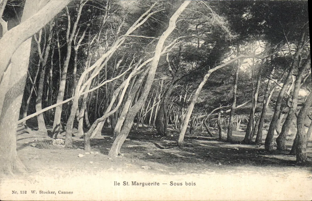 Ile St. Marguerite — Undergrowth — W. Stocker, Cannes, no. 152 - Front