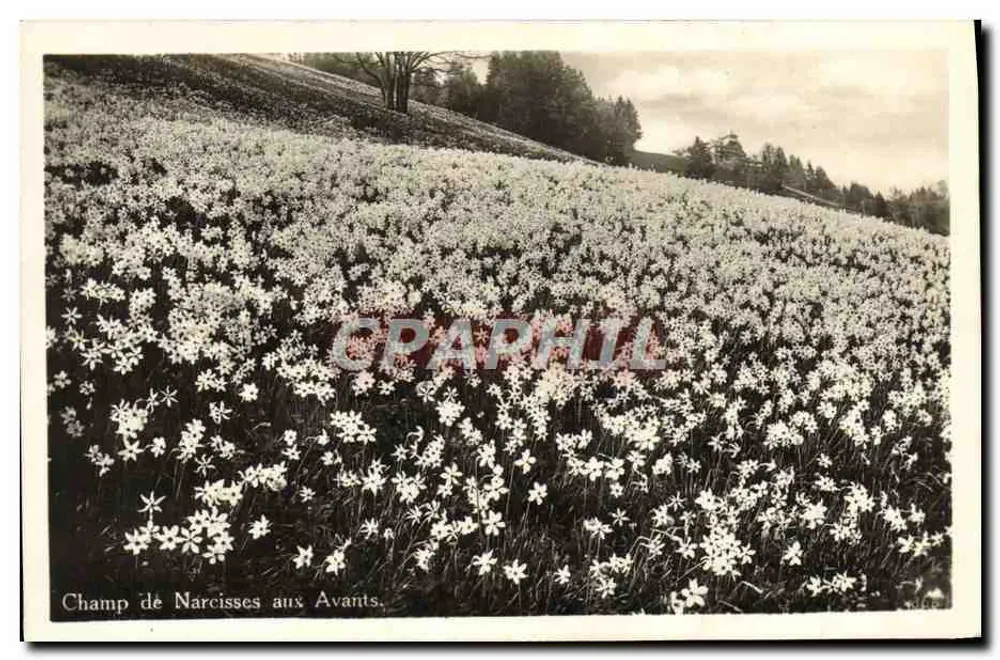 Campo de Narcisos aux Avants — Edições STAR Lausanne - Frente