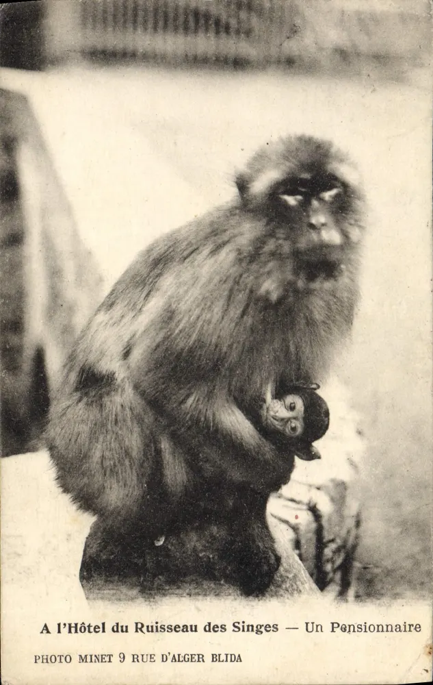 Am Hotel du Ruisseau des Singes — Ein Pensionär — Photo Minet 9 Rue d'Alger Blida - Vorderseite