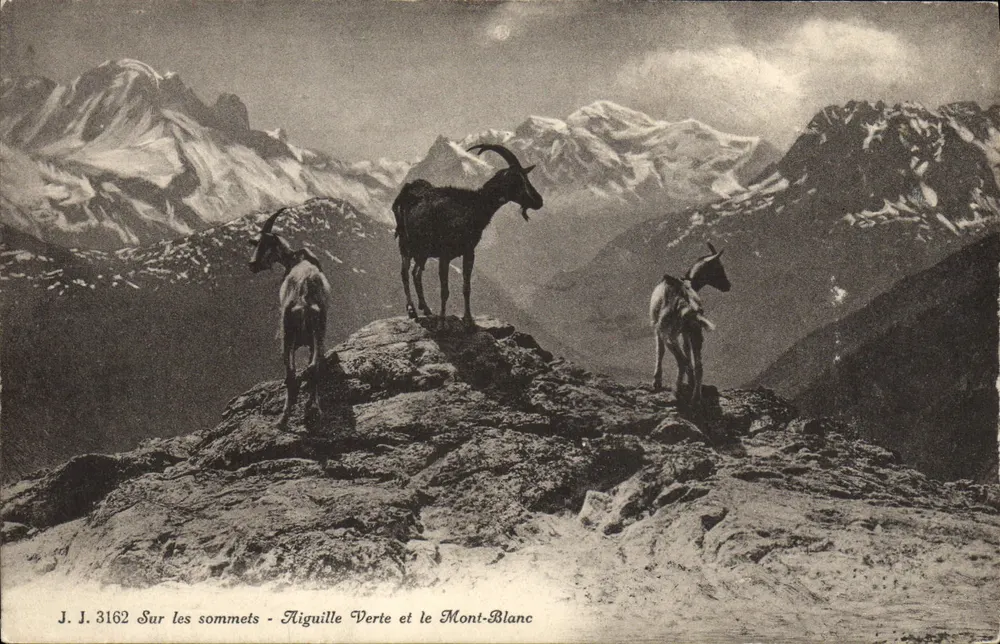 Auf den Gipfeln — Aiguille Verte und Mont-Blanc — J. J. 3162 - Vorderseite