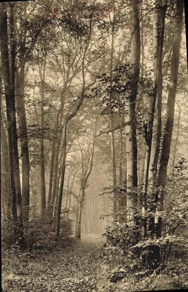 Floresta de Fontainebleau — caminho nebuloso — editor não visível - Frente