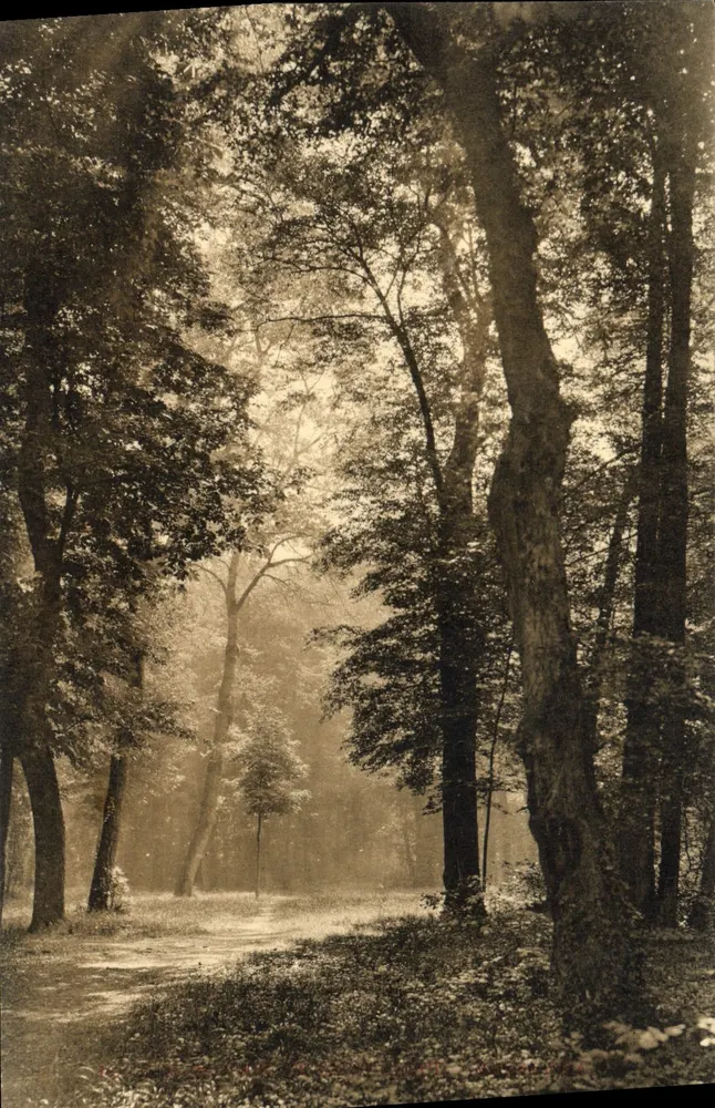 Floresta nebulosa — caminho sob as árvores — Carta postal anônima - Frente
