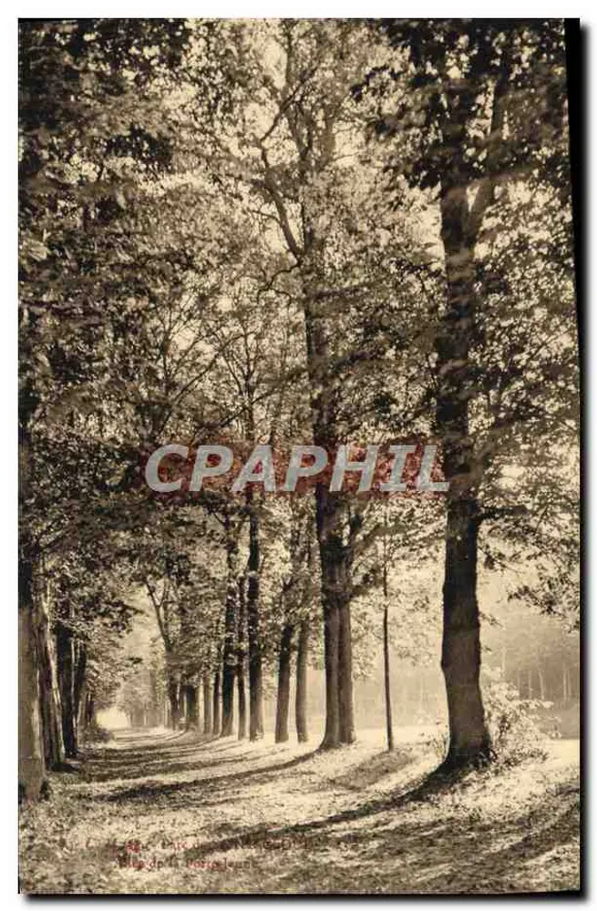 Avenida de árvores — vista da floresta de Compiègne — editor anônimo - Frente