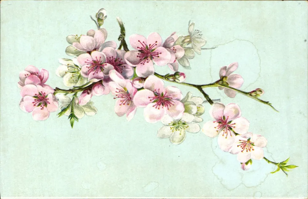 Zweig von Kirschblüten — botanische Illustration - Vorderseite