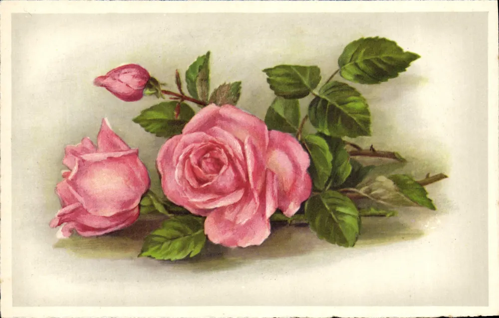Roses — ilustração botânica — editor BR, n° 626 - Frente