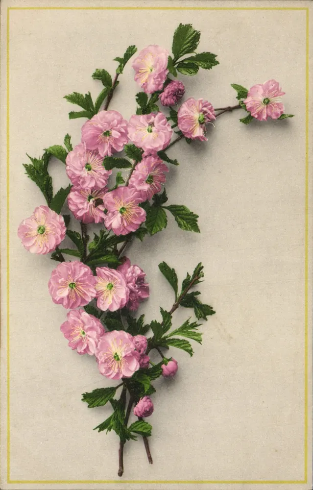 Ramo de flores rosas — editor não visível — número de série não visível - Frente