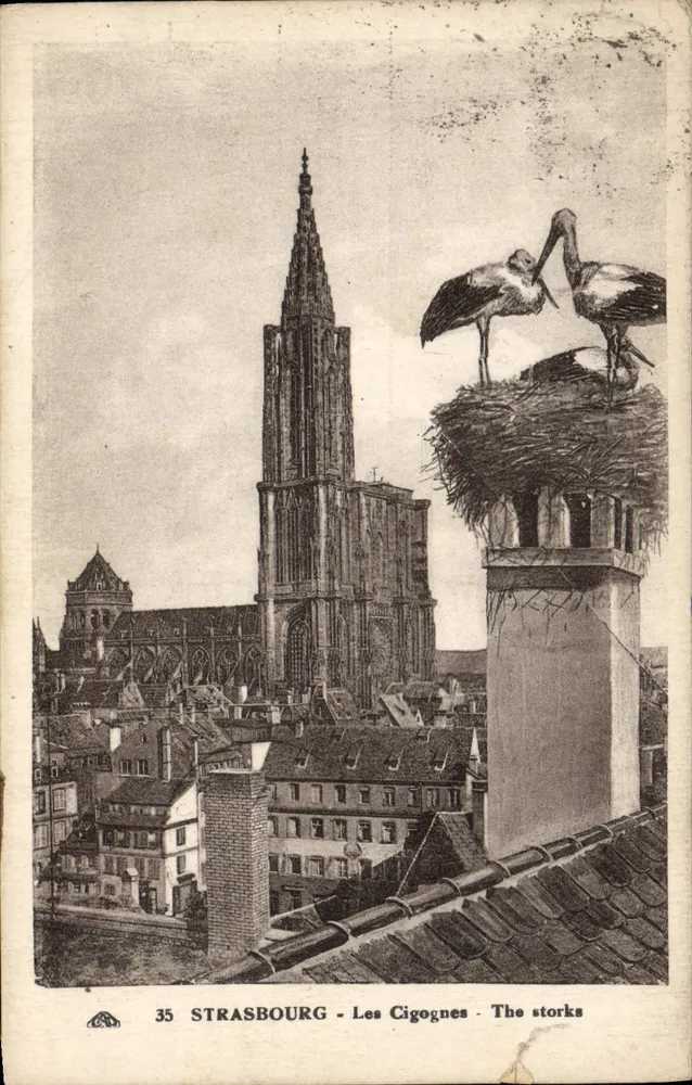 Strasbourg - Les Cigognes - The storks — Cathédrale Notre-Dame et nid d'oiseaux sur cheminée, éditeur impr. sur carte n°35 - Frente