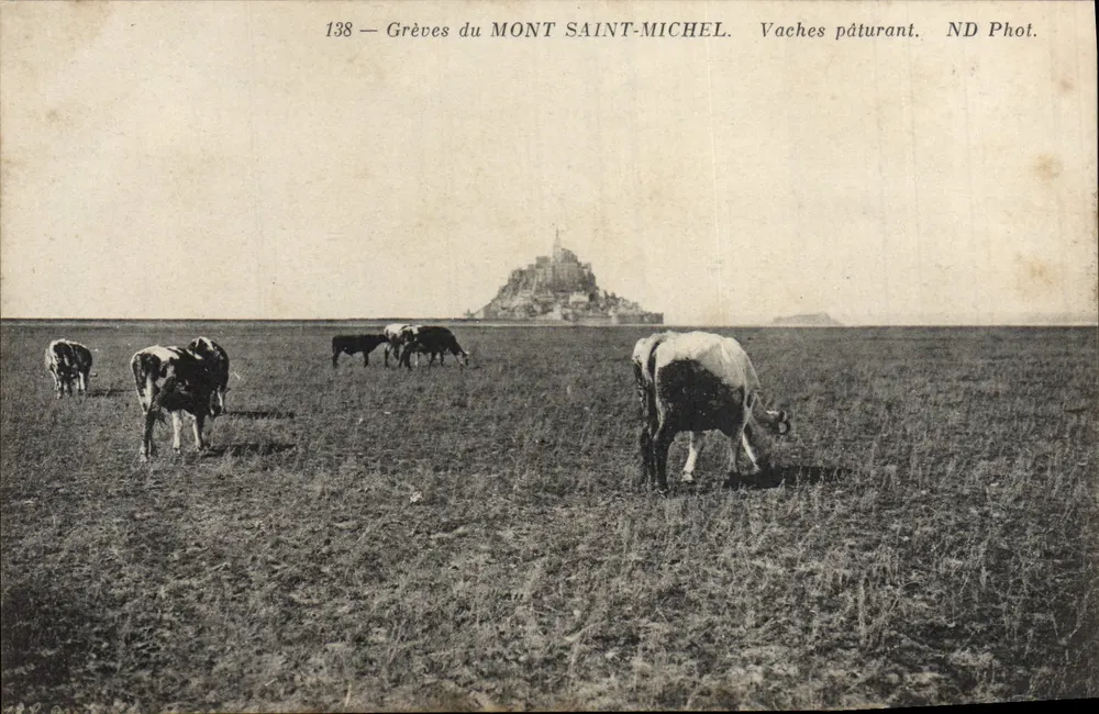 Gräben des Mont Saint-Michel — Kälber grasen — ND Fotografie - Vorderseite