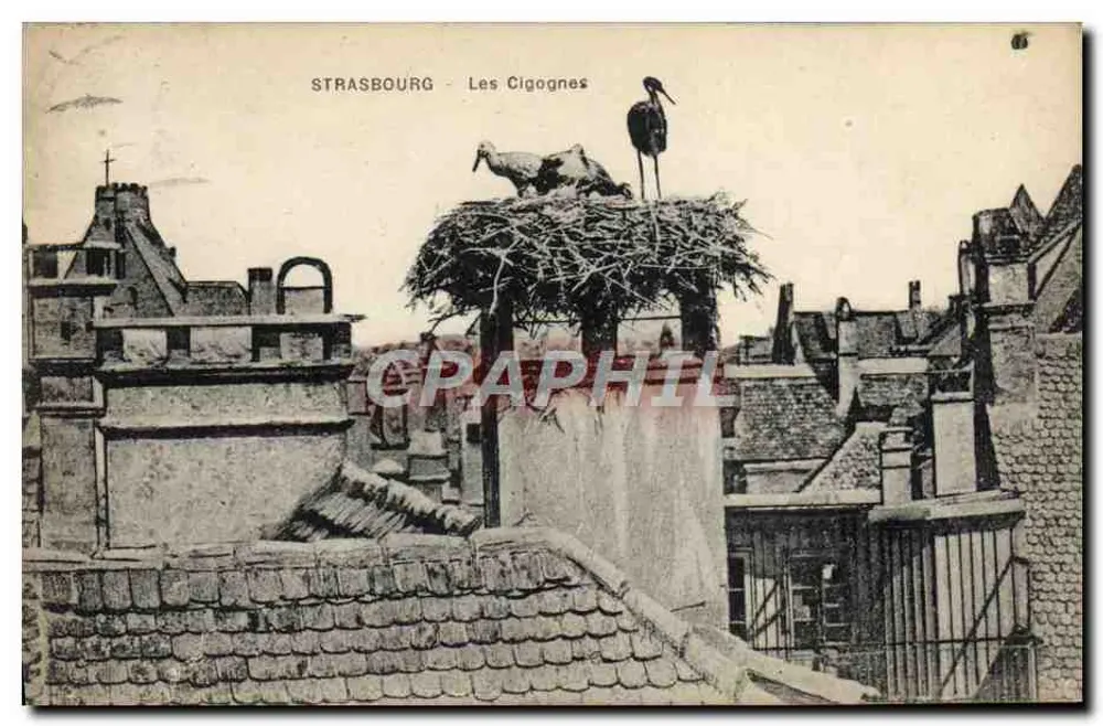 स्ट्रासबर्ग - बर्ड्स - एडिटर अदृश्य, श्रृंखला संख्या 67 - आगे
