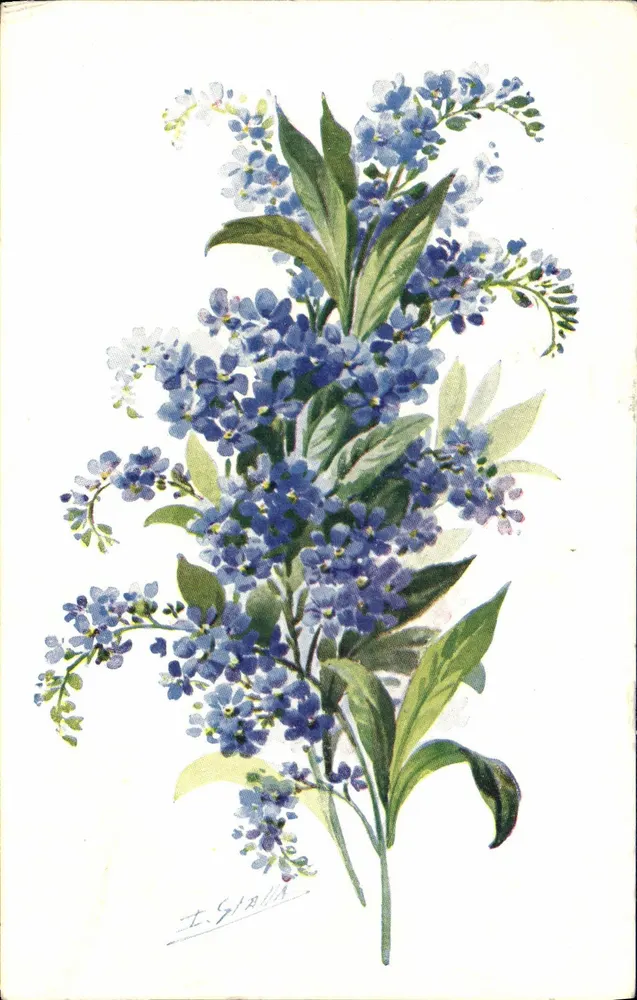 Myosotis — Vergiss-mein-nicht — P.J. Gallais & Cie, Paris, Nr. 185 - Vorderseite