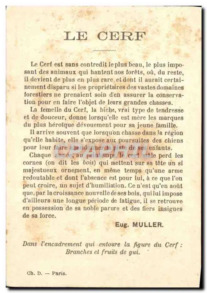 O Cervo — ilustração animal — Ch. D. — Paris - Verso
