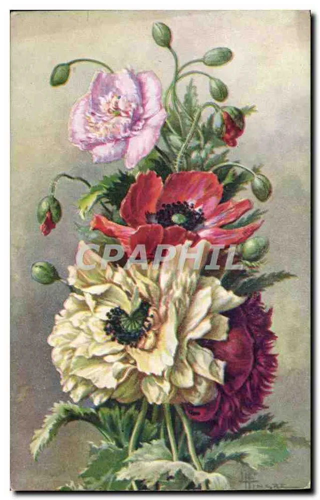 Pavots proste — Pavot pivoine, Pavot z Orientu — Sid's Edition, N° 1638 - Awers