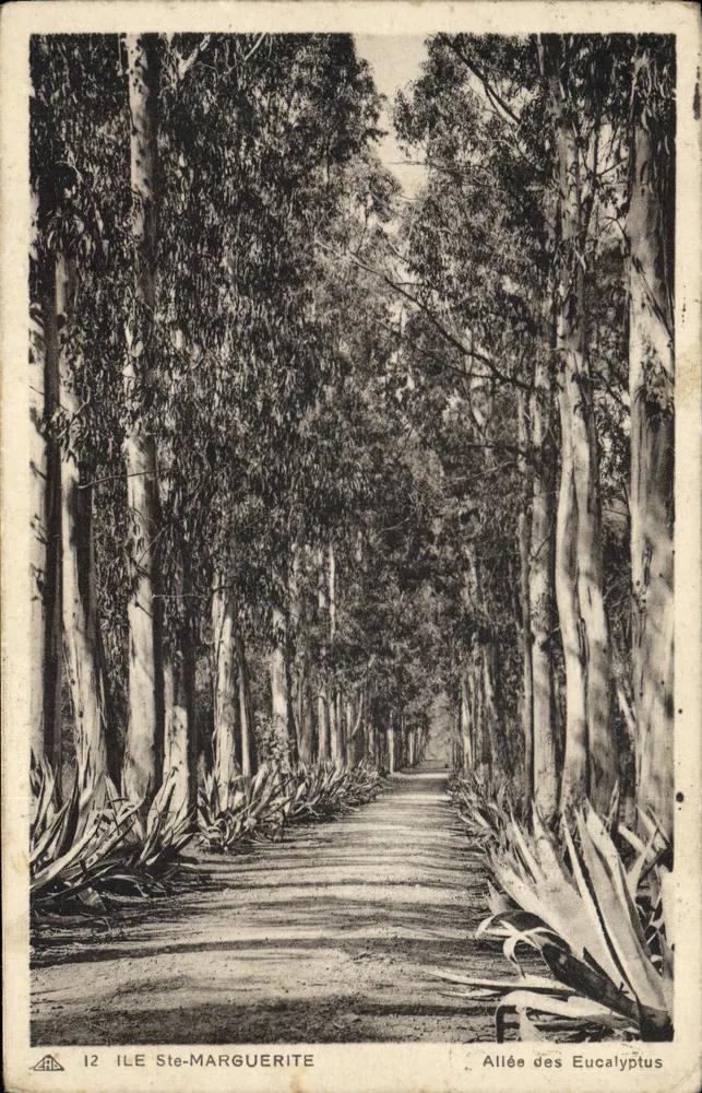 Ilha de Ste-Marguerite — Avenida dos Eucaliptos — Editor A. L. P. n°12 - Frente