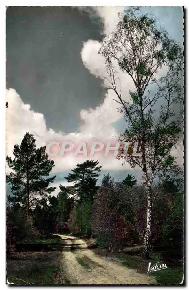 Waldweg — Loire-Tal — Editions Valoire, Nr. 5.606 - Vorderseite
