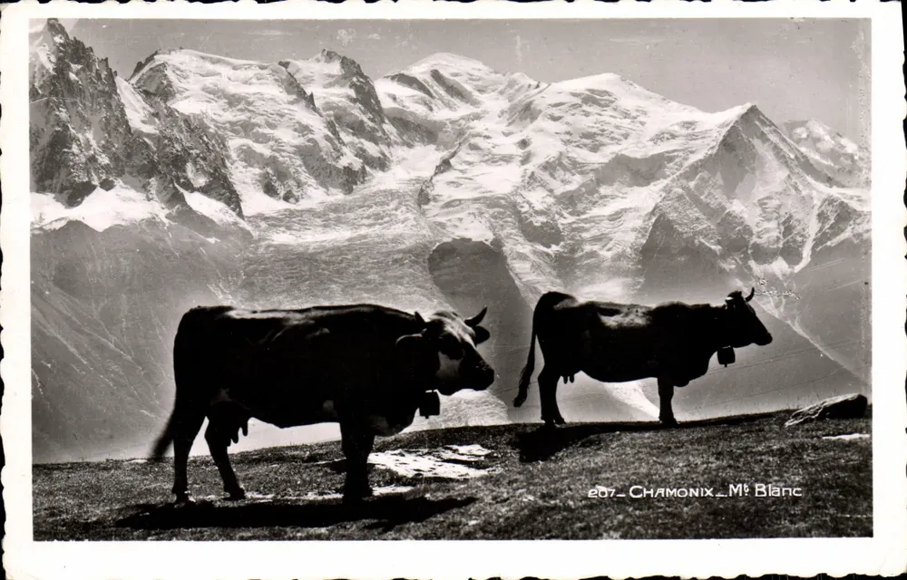 Vacas no col do Chamonix — Mont Blanc — Édition Montblanc n°207 - Frente