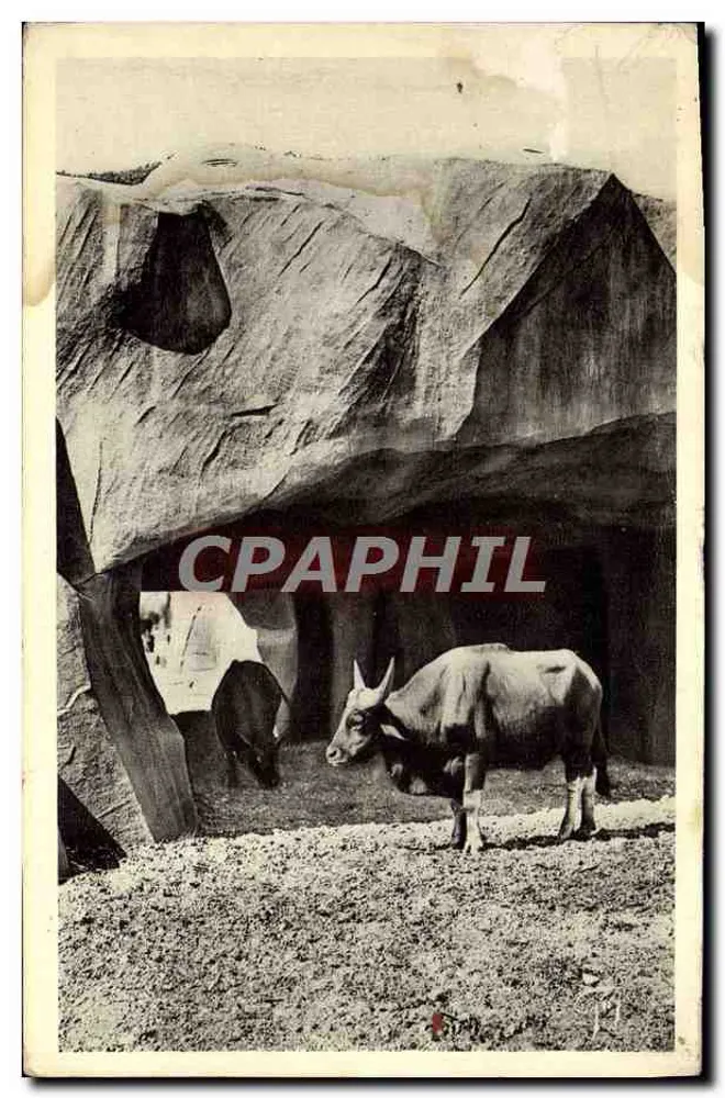 Les Buffles — Jardin Zoologique de Vincennes — A. Leconte, 38, Rue Sainte-Émilie, Paris - Vorderseite