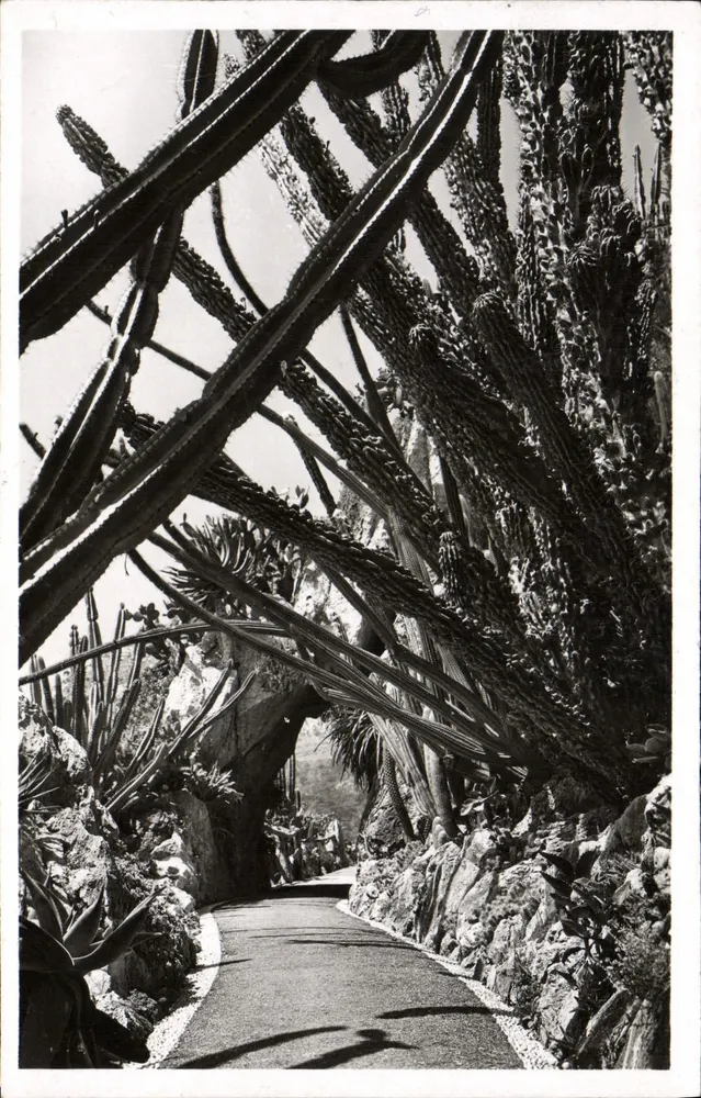 Jardin Exotique de Monaco — Cereus und Pilocereus-Varianten — Edition Monaco - Vorderseite
