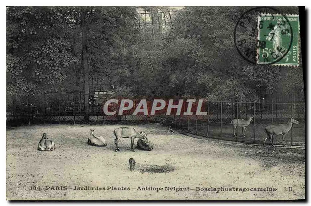Paris - Jardim das Plantas - Antílope Nylgaut - Boacelaphus tragocamelus - Frente