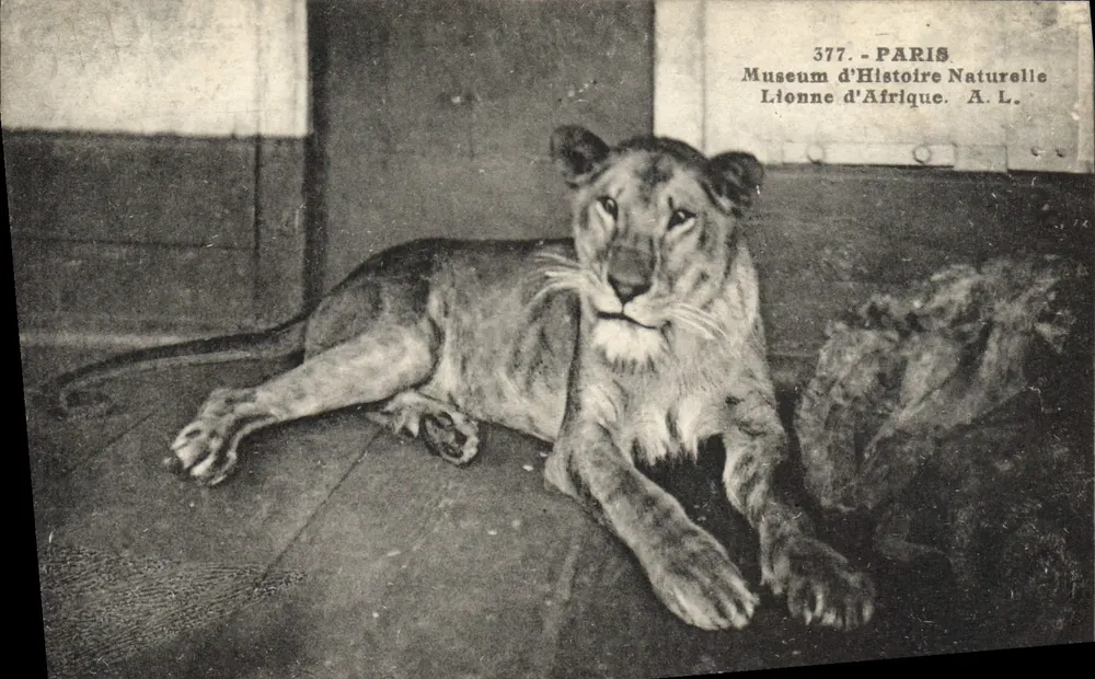 Lionne d'Afrique — Muséum d'Histoire Naturelle — Paris — n° 377 - Vorderseite