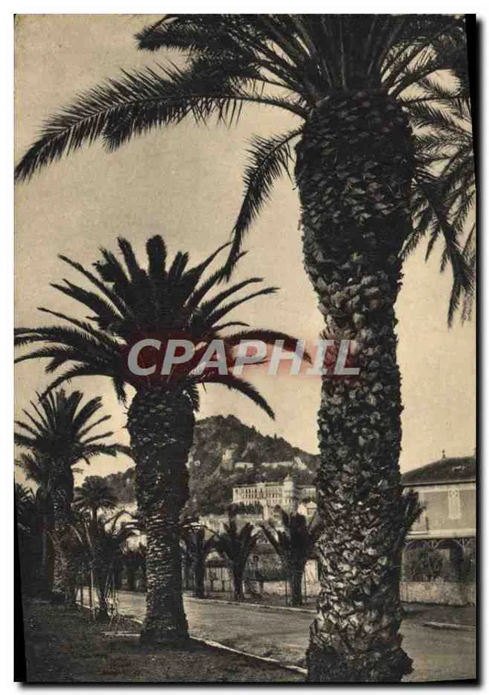 Palmáceas em Hyères — Avenue Godillot — editor desconhecido, n° 705 - Frente