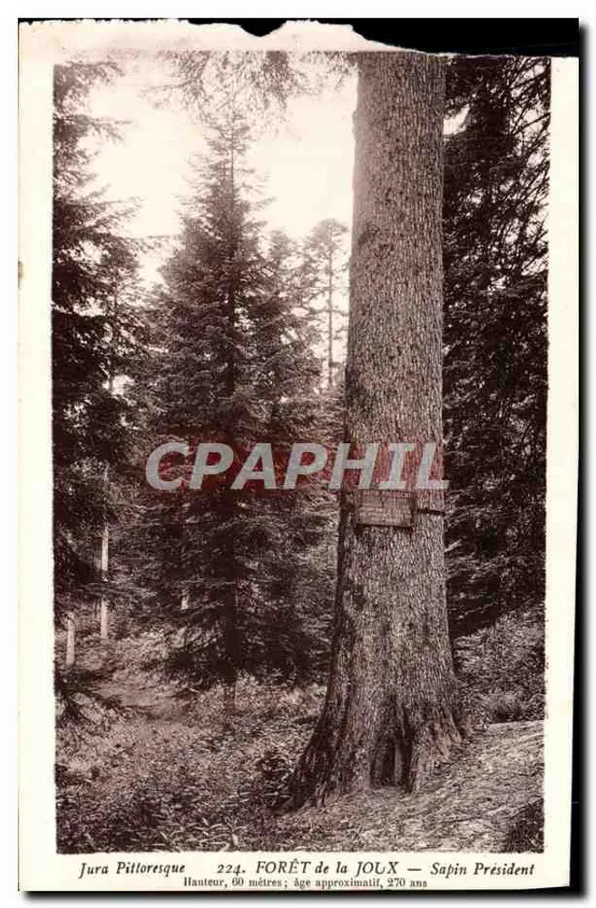 FORÊT de la JOUX — Sapin Président — Jura Pittoresque, n° 224 - Recto