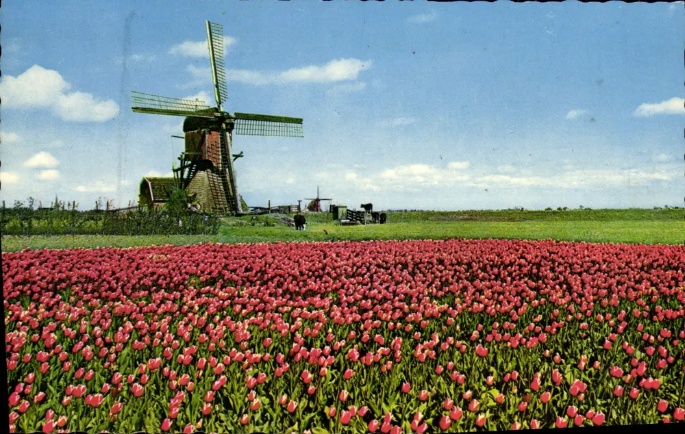 Tulpenfeld in Rot — Windmühle — Niederlande — gedruckt in den Niederlanden - Vorderseite