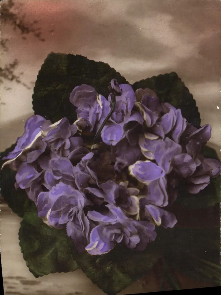 Flor de violeta — fotografia colorida — editor desconhecido - Frente