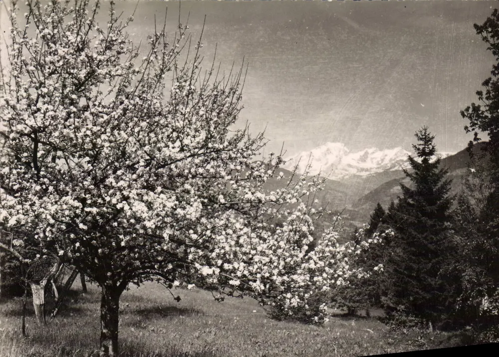 Ansicht von Albertville — Mont Blanc vom Col du Tanné — REAL-PHOTO - PARIS - Vorderseite