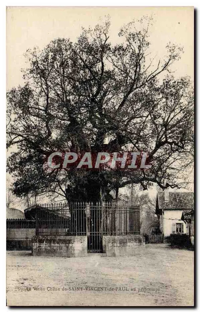 Der alte Eichenbaum von SAINT-VINCENT-de-PAUL im Frühling — Verlag nicht sichtbar - Vorderseite