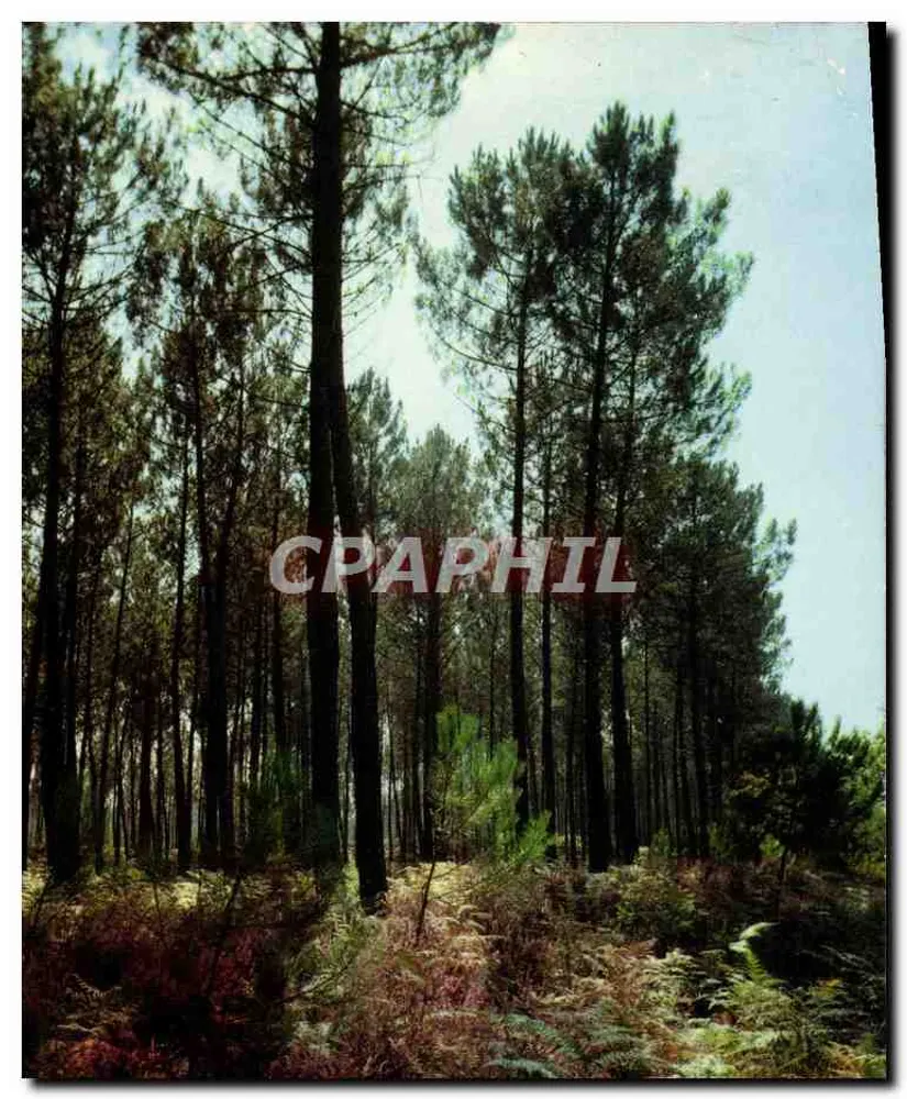 Floresta de pinheiros — Landes — Edições REX - Frente