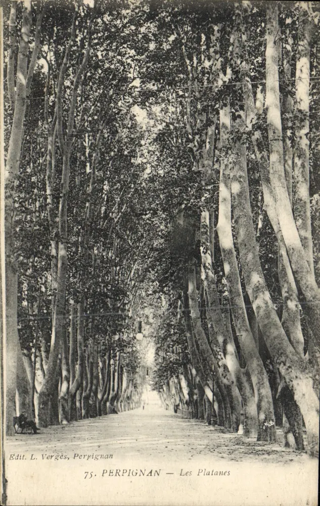 Perpignan — Os Platanes — Edit. L. Vergès, Perpignan, n°75 - Frente
