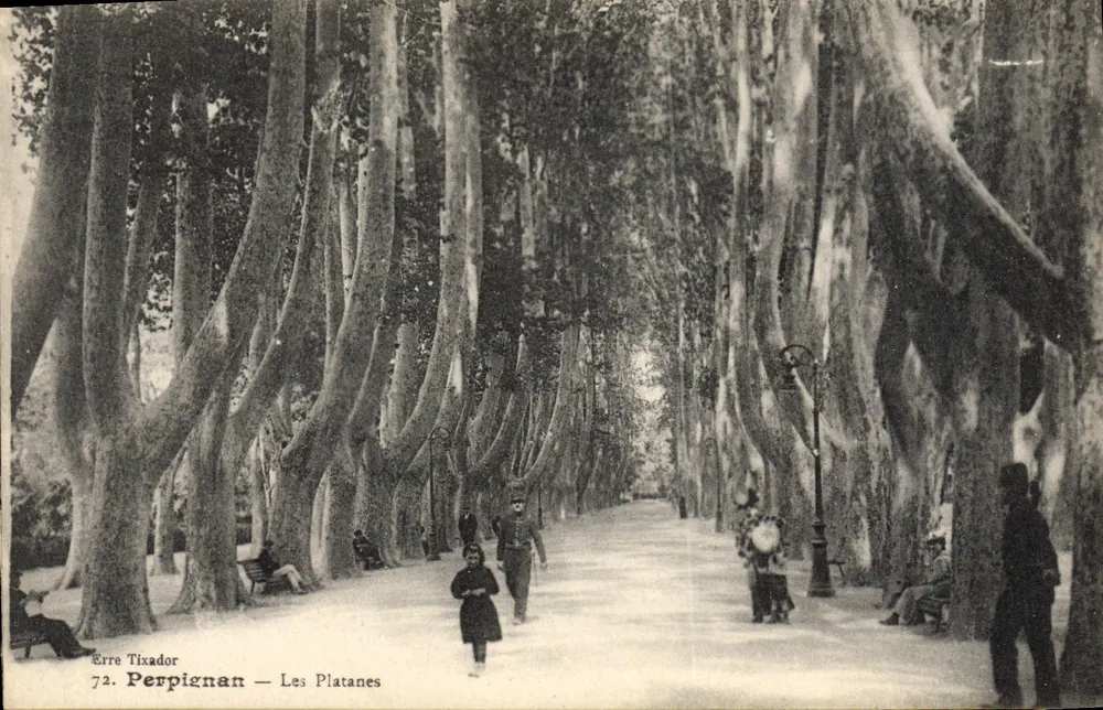 Perpignan — Les Platanes — Erre Tixador, n°72 - Frente