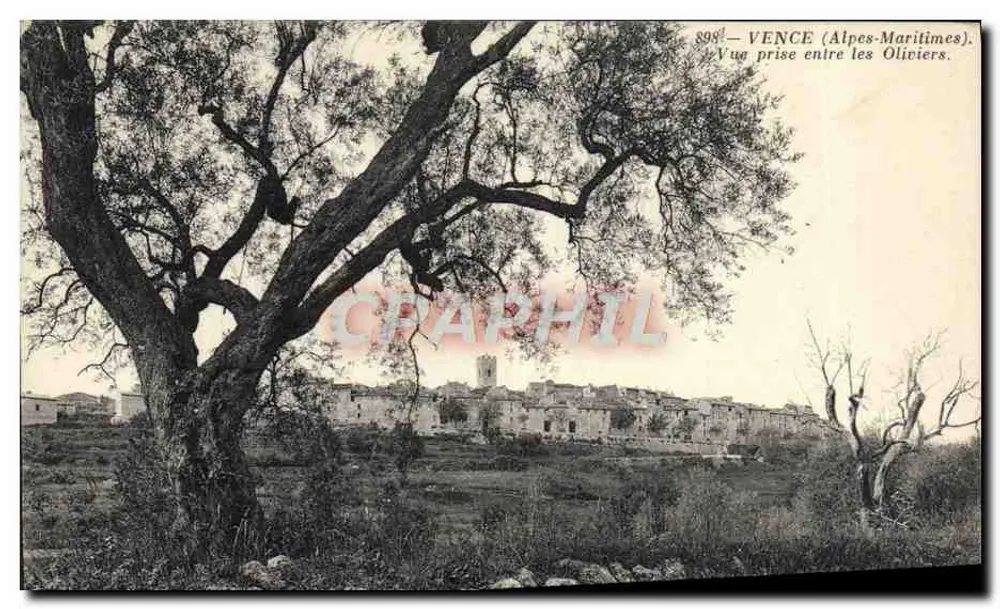 Vence (Alpes-Maritimes) — Aufnahme zwischen Olivenbäumen — n° 898 - Vorderseite