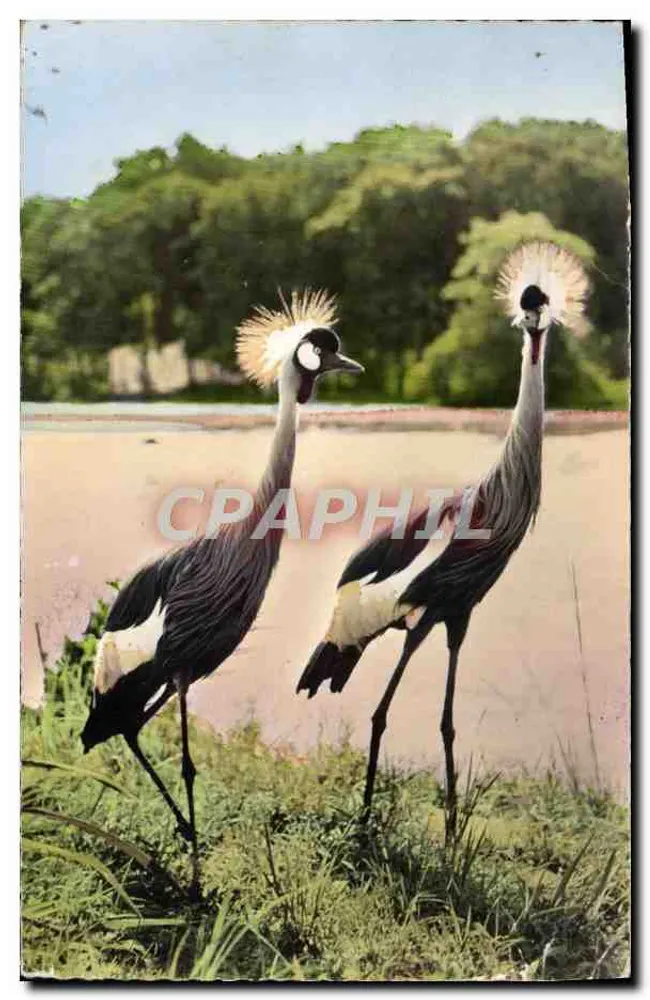 Deux grues couronnées — scène naturelle — Éditeur HOA-QUI, Paris, n° 2313 - Voorkant